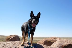 dog friendly travel destinations Black and tan German Shepherd at City of Rocks, NM