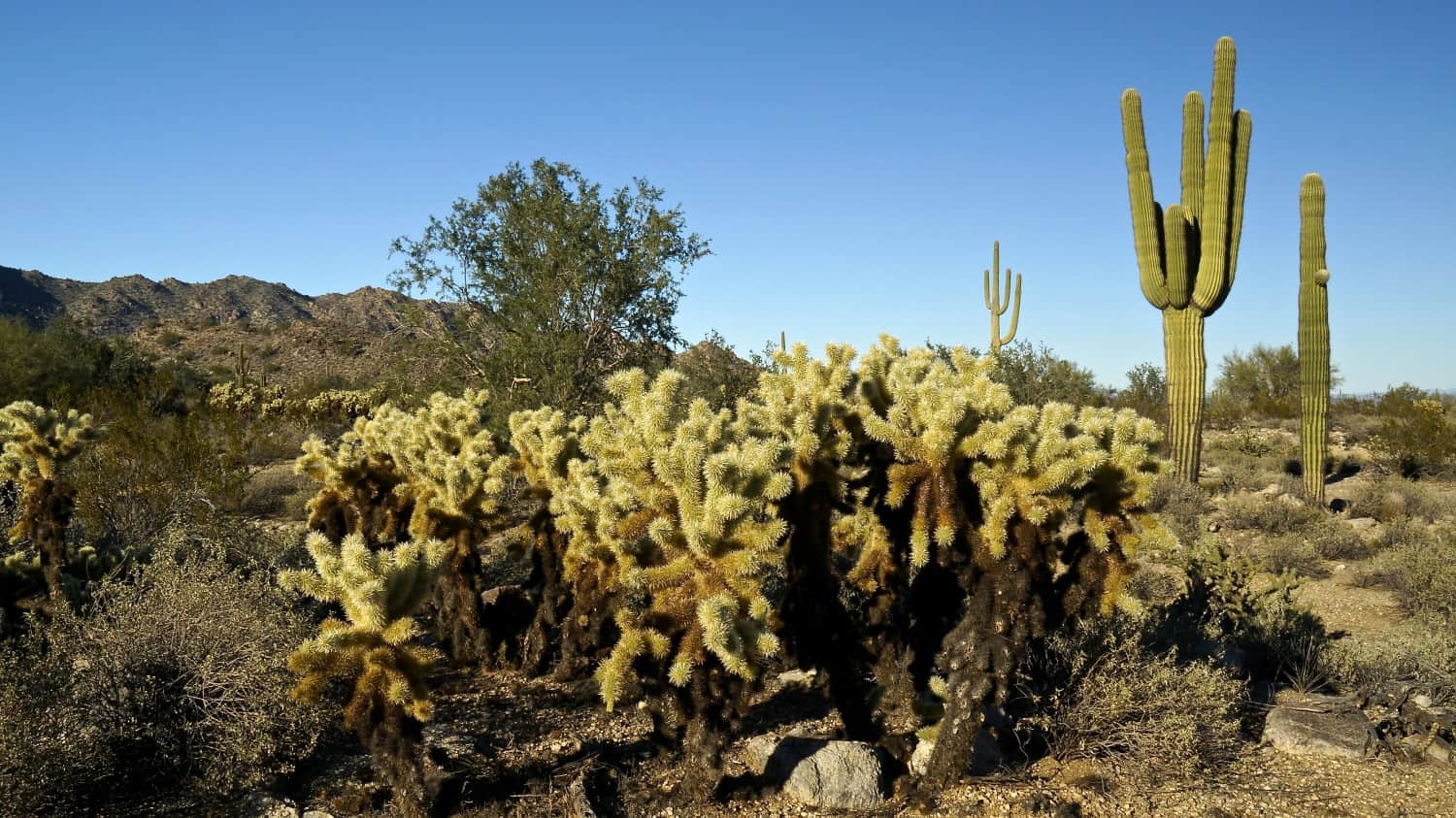 McDowell Mountain Regional Park - Phoenix, AZ