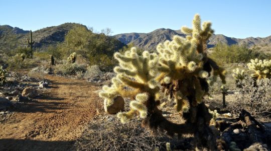 White Tank Mountain Regional Park - Phoenix, AZ