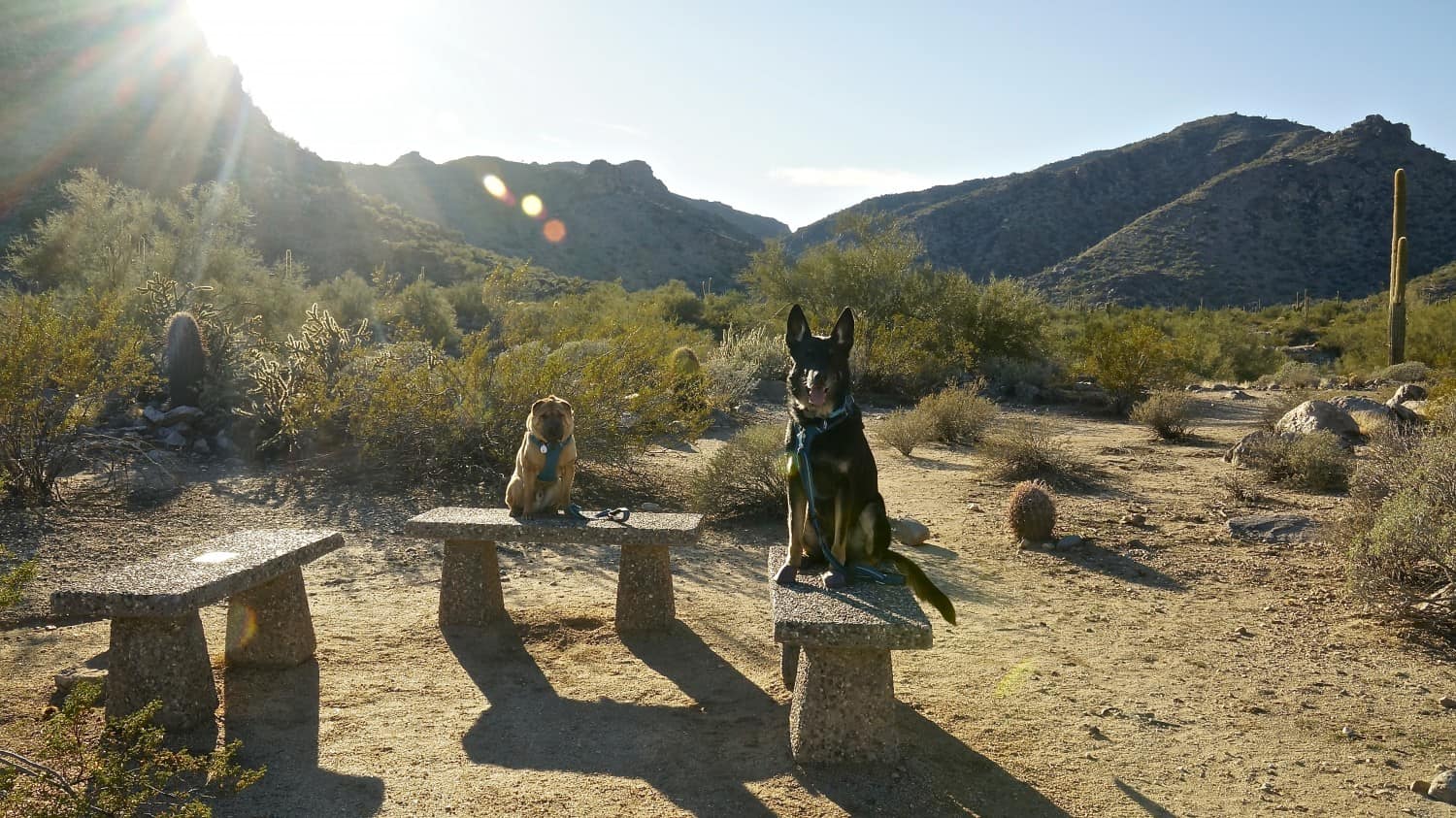 McDowell Mountain Regional Park - Phoenix, AZ