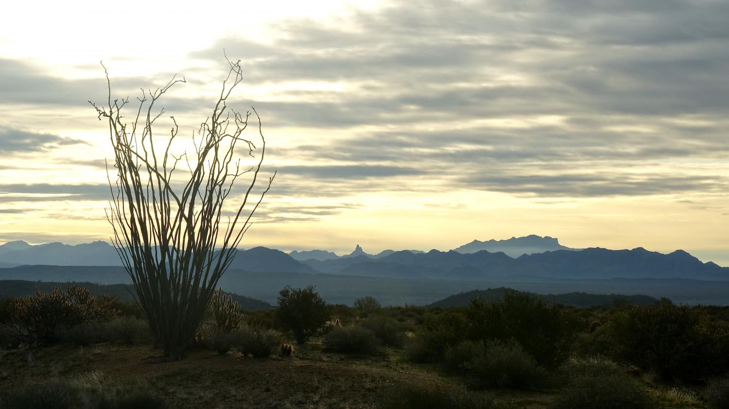 McDowell Mountain Regional Park - Phoenix, AZ