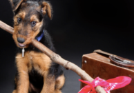 Don't Let Fear Keep You From Traveling From the Pet Travel Experts at GoPetFriendly.com