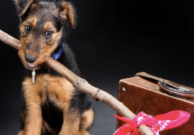 Pet Travel Experts Say Don't Let GoPetFriendly.com Fear Stop You From Traveling