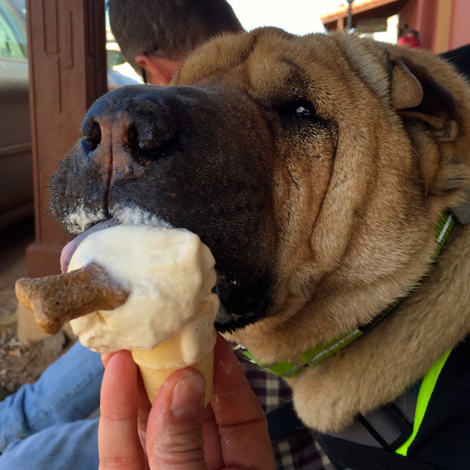 Ty's eating an Ice Cream Cone in pet friendly Tombstone, AZ
