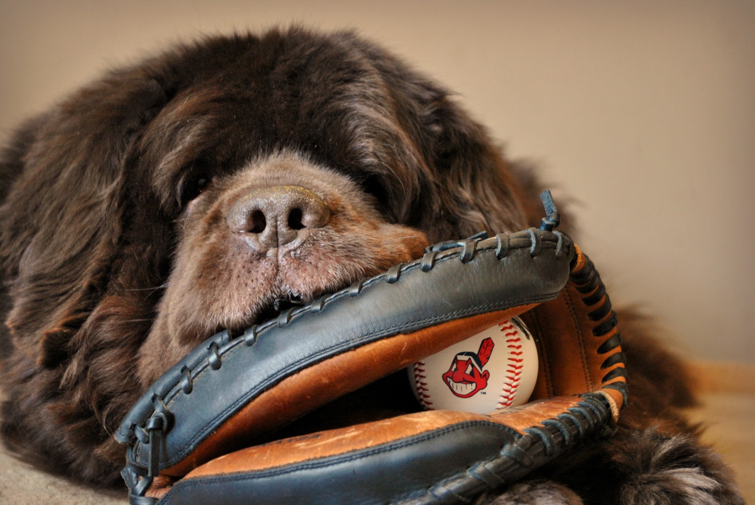 Dog Friendly Mlb Games 2025
