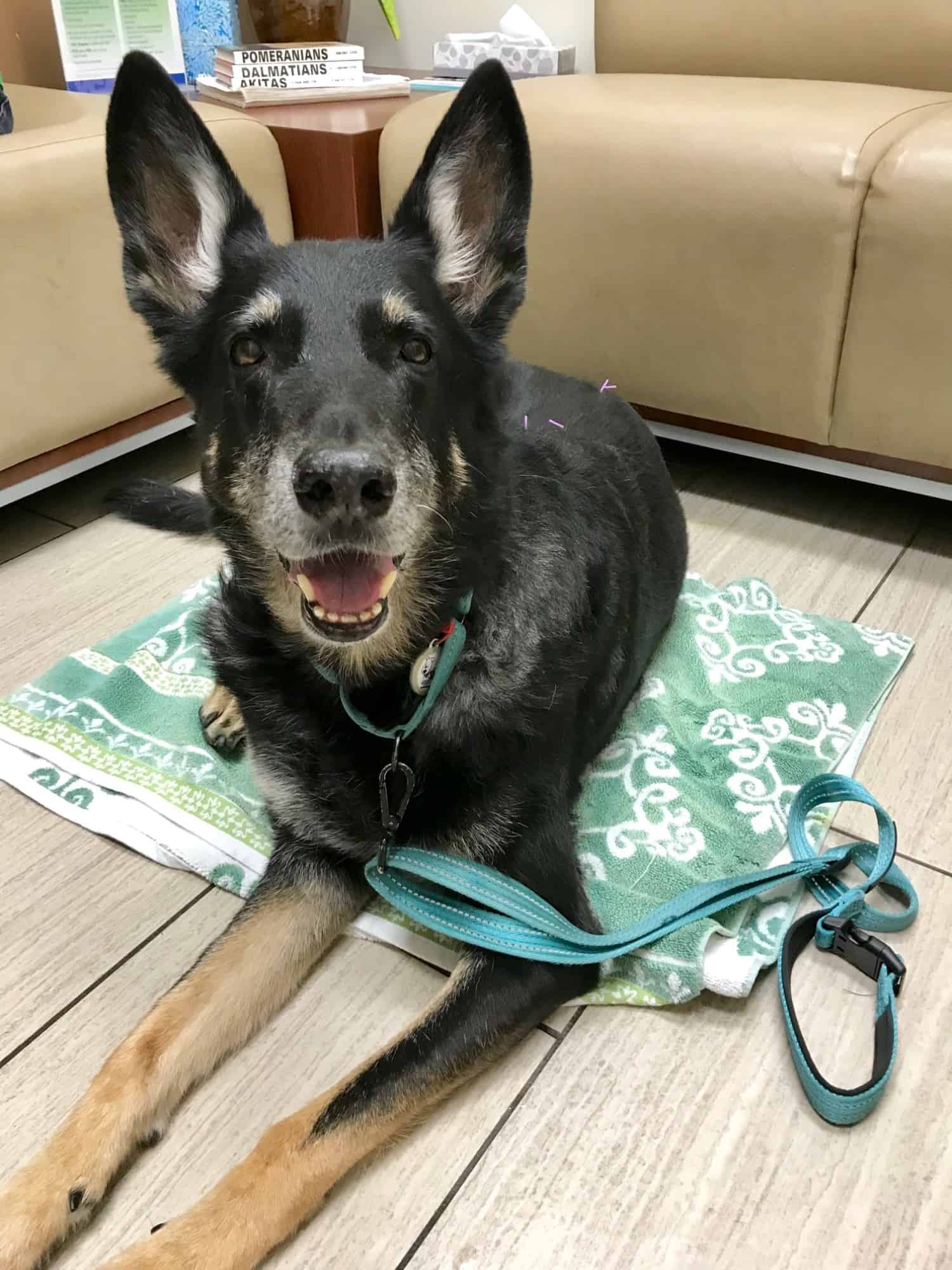 Buster the German Shepherd Dog laying on the floor in the veterinary clinic