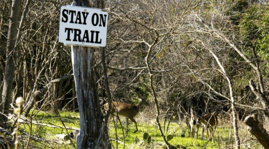 Dog Friendly River Trail in Kerrville, T