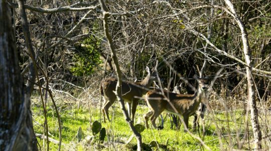 Dog Friendly River Trail in Kerrville, T