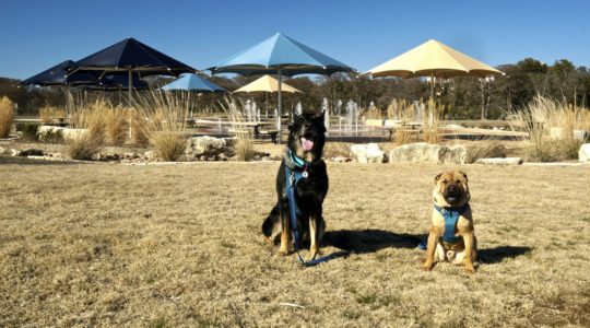 Dog Friendly River Trail in Kerrville, T