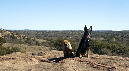 Enchanted Rock with Dogs - Hill Country, TX