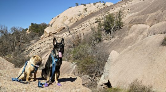 Enchanted Rock with Dogs - Hill Country, TX
