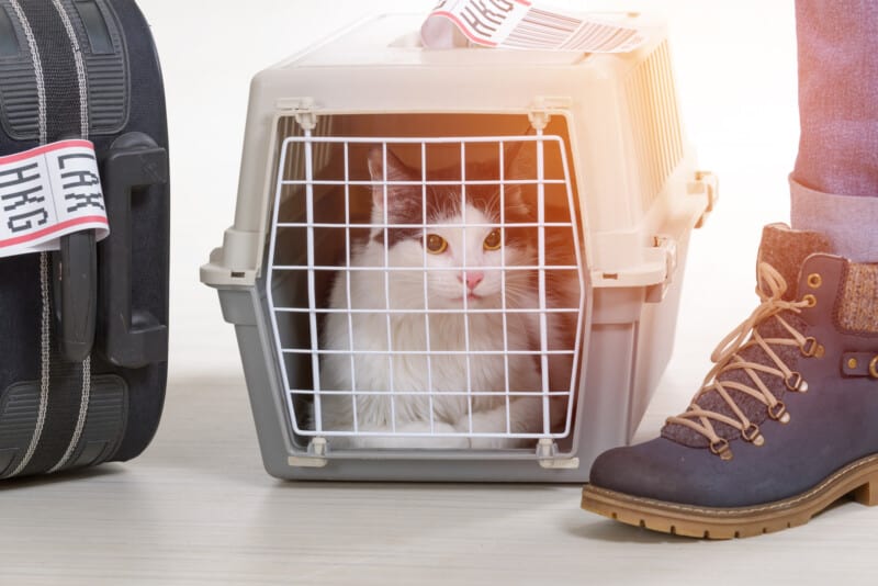 Cat in the airline cargo pet carrier with a man's feet