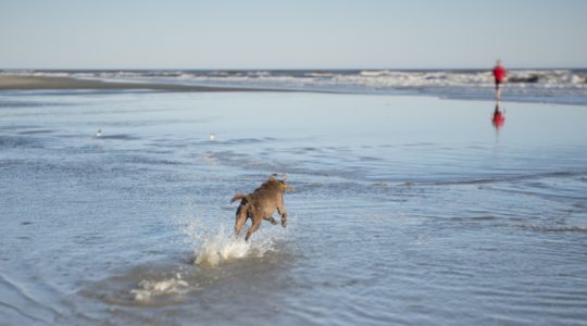 Dog on Beach - Charleston, SC