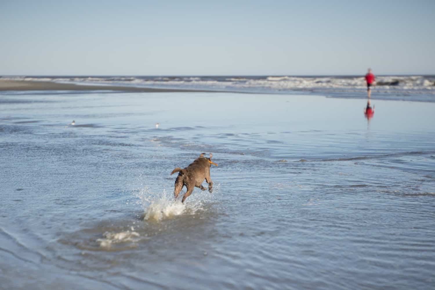 Dog on Beach - Charleston, SC