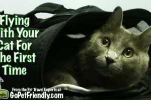 Flying With Your Cat For the First Time from the Pet Travel Experts at GoPetFriendly.com