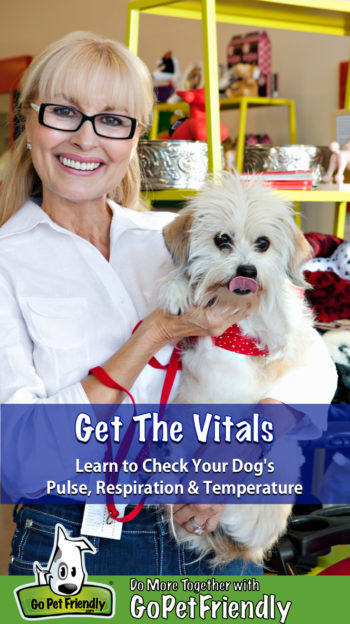 Woman holding white dog checking pulse