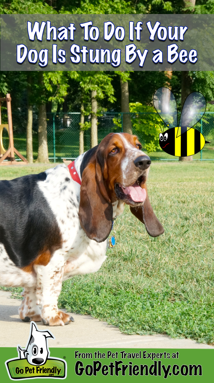 What to do if your pet is stung by a bee