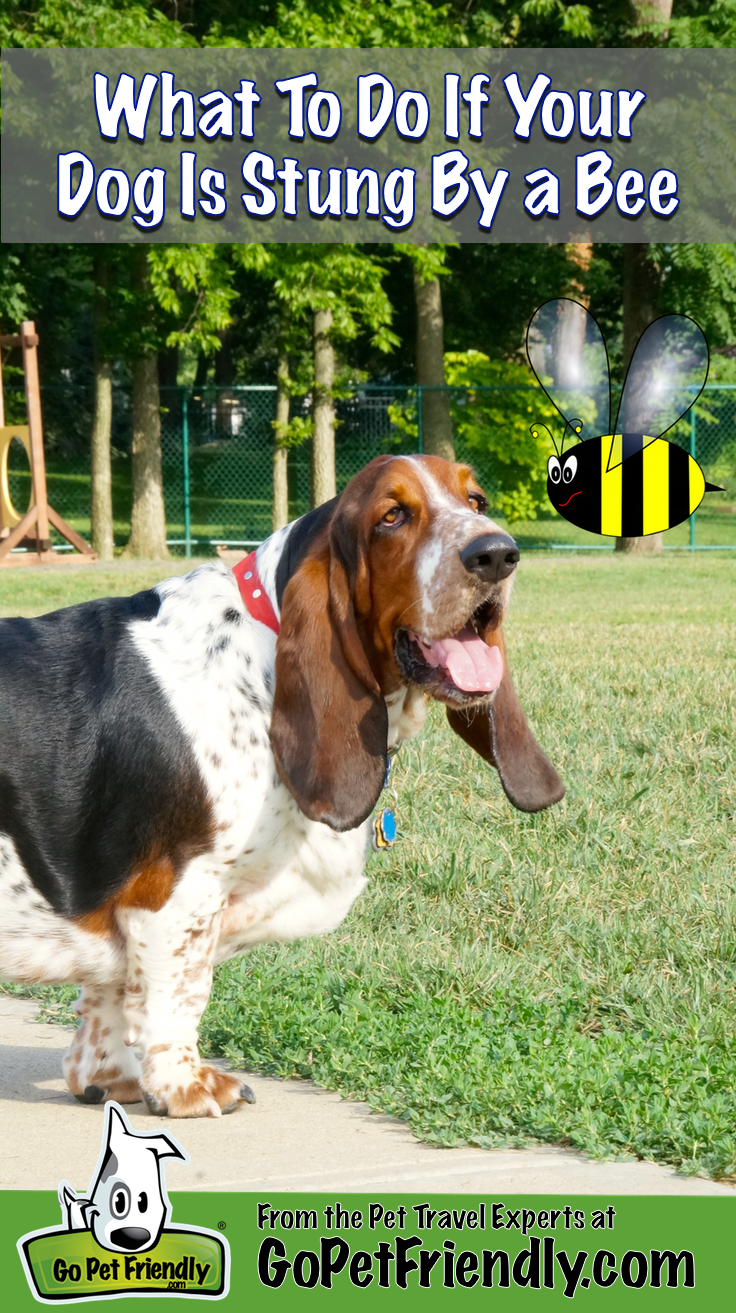 What To Do If Your Dog Or Cat Is Stung By A Bee Gopetfriendly