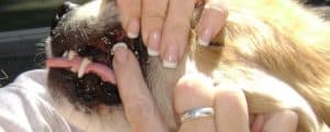 Checking Dog's Vitals : Photo Copyright: Sunny-dog Ink