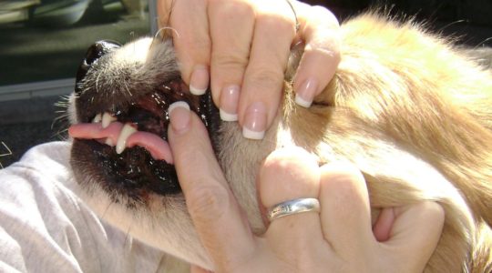 How To Check Your Dog's Pulse, Respiration, and Temperature
