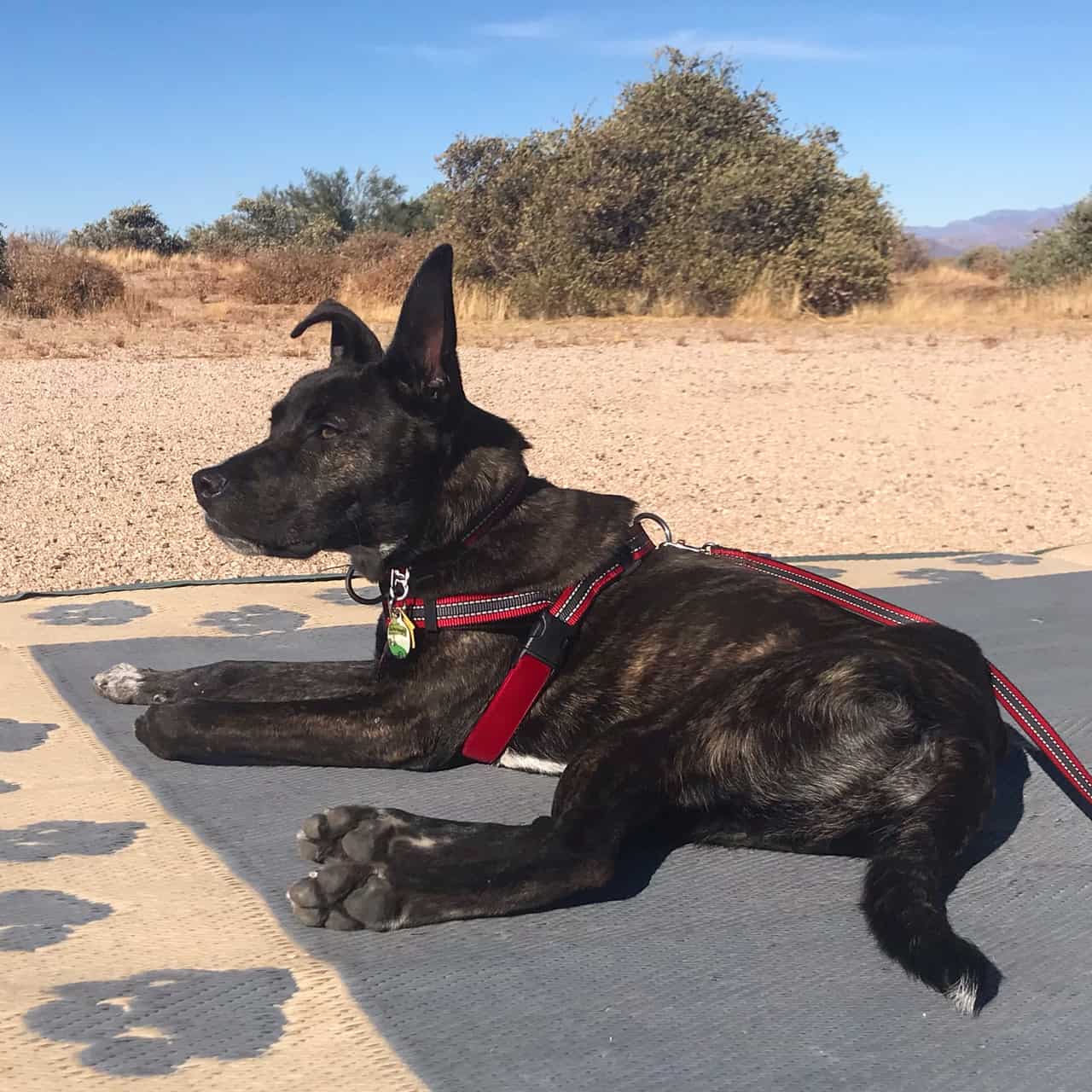 Brindle dog in a red harness laying on a blue mat while camping in the desert
