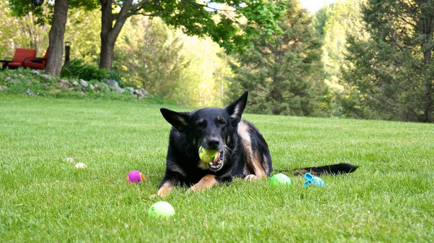 Buster with the Squeaky Balls