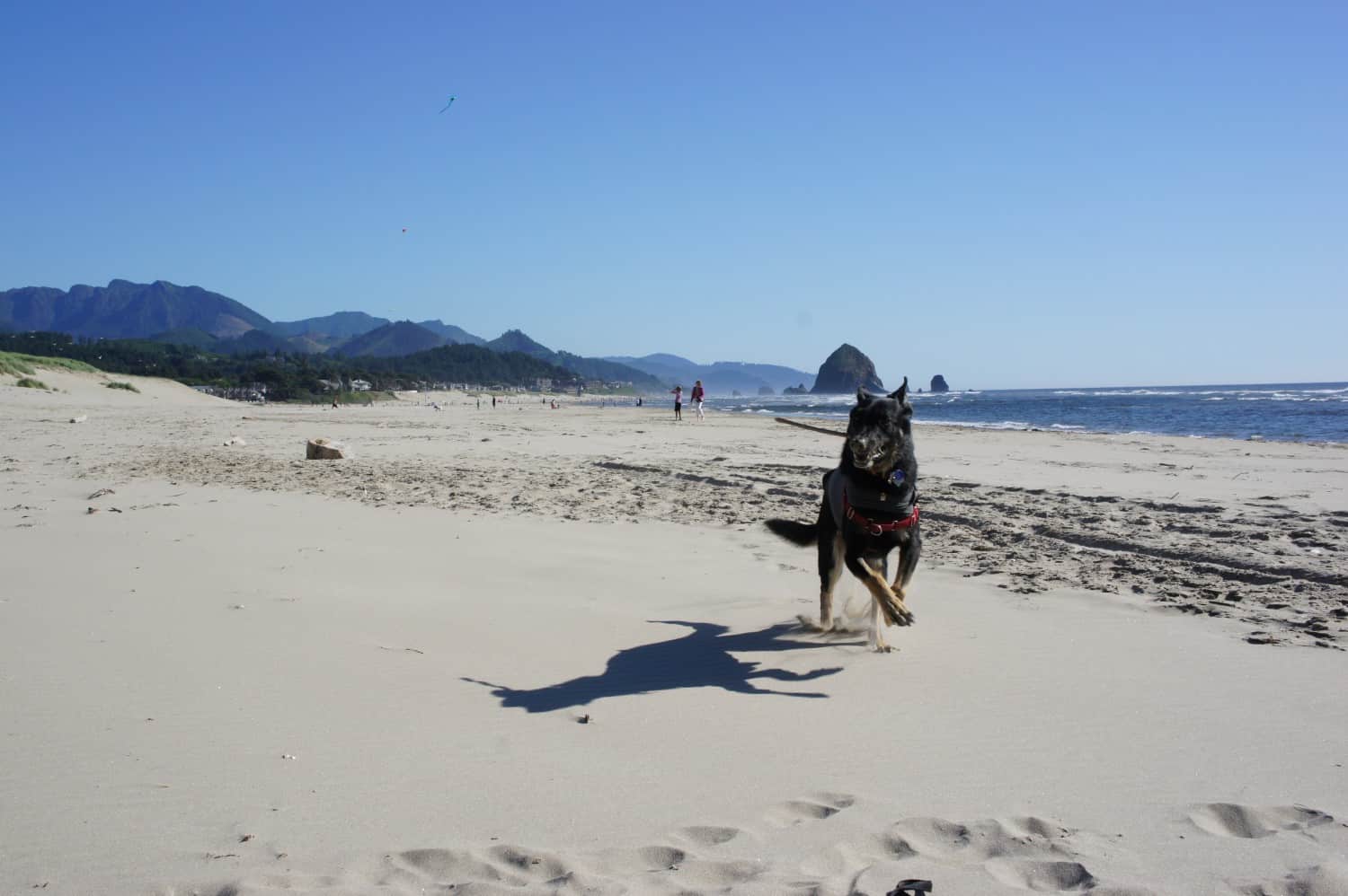 Buster Fetching Sticks on Canon Beach, OR