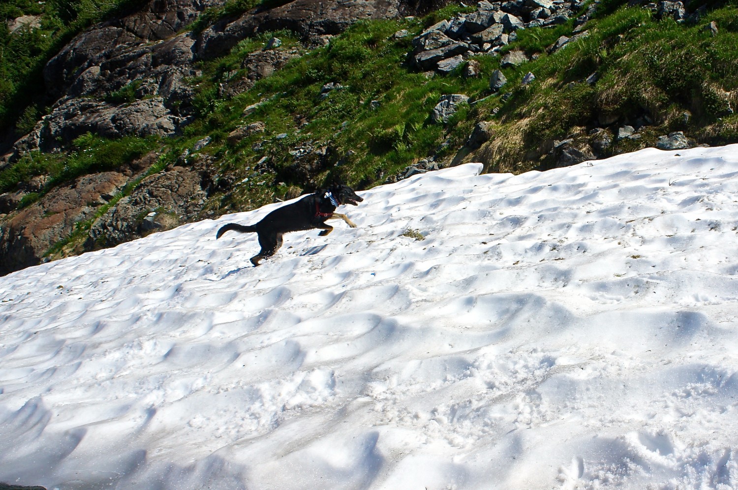 Buster Playing in the Snow at Mt. Baker, WA