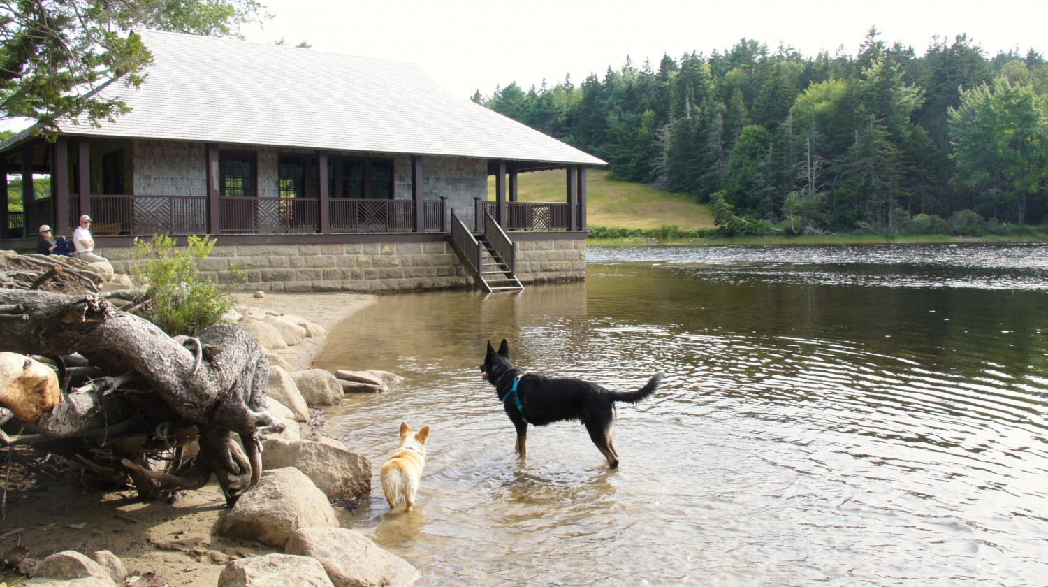 Splashing in the Pond at the Secret Off-leash Area near Acadia National Park, Bar Harbor, ME