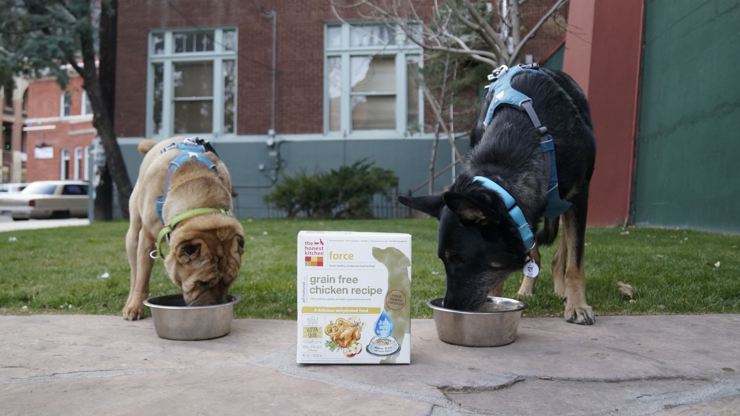 Ty and Buster from GoPetFriendly.com eating dehydrated dog food from The Honest Kitchen 