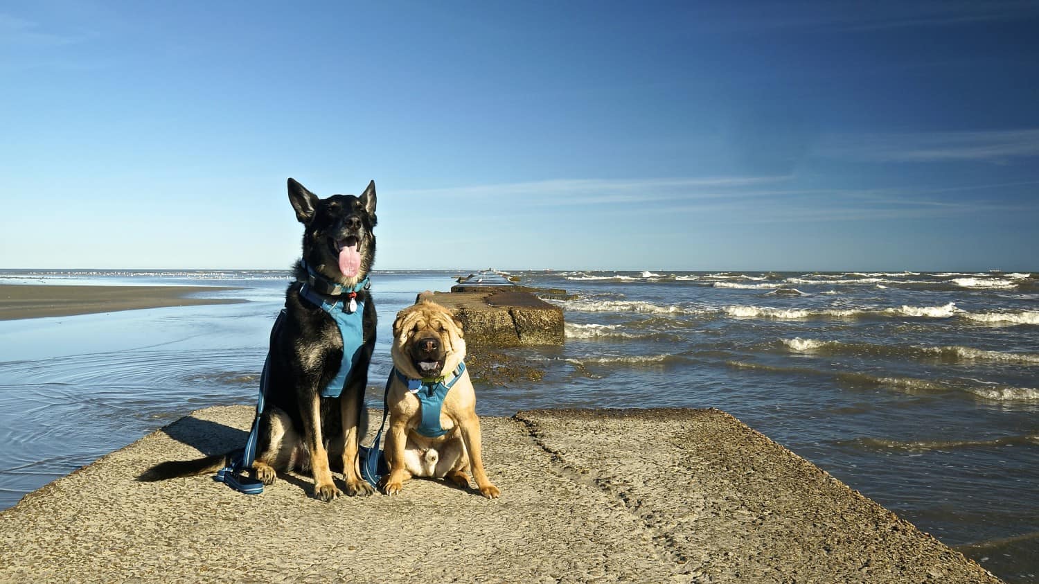 Buster and Ty at East Beach Park - Galveston, TX