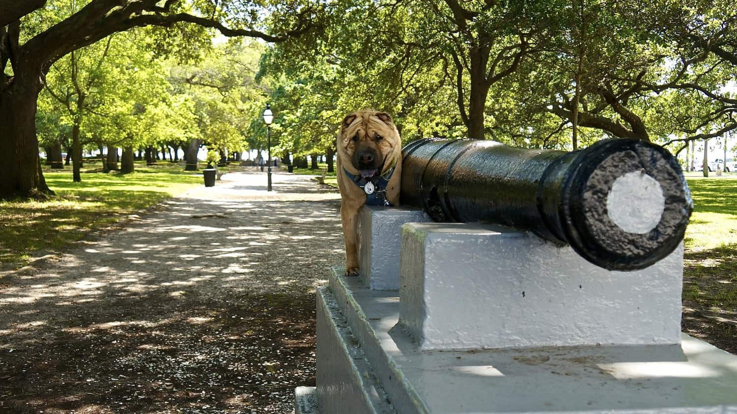 Top Pet Friendly Things To Do in Charleston