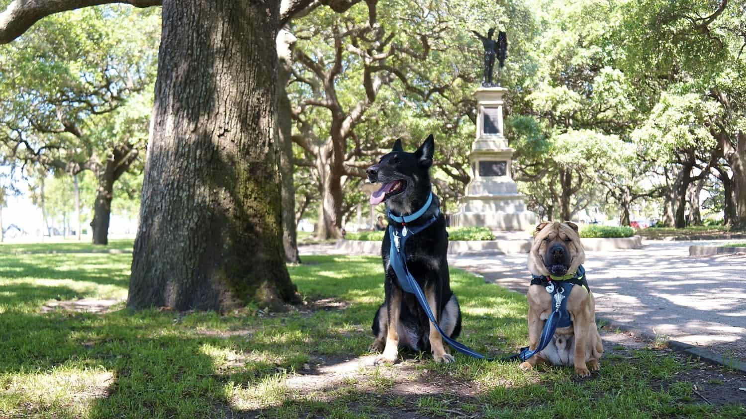 On the Road: The Evening Goes to the 'Dogs in Charleston