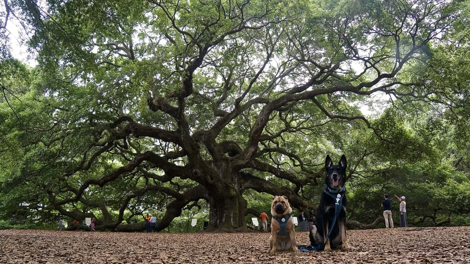 Angel Oak Park - Charleston, SC