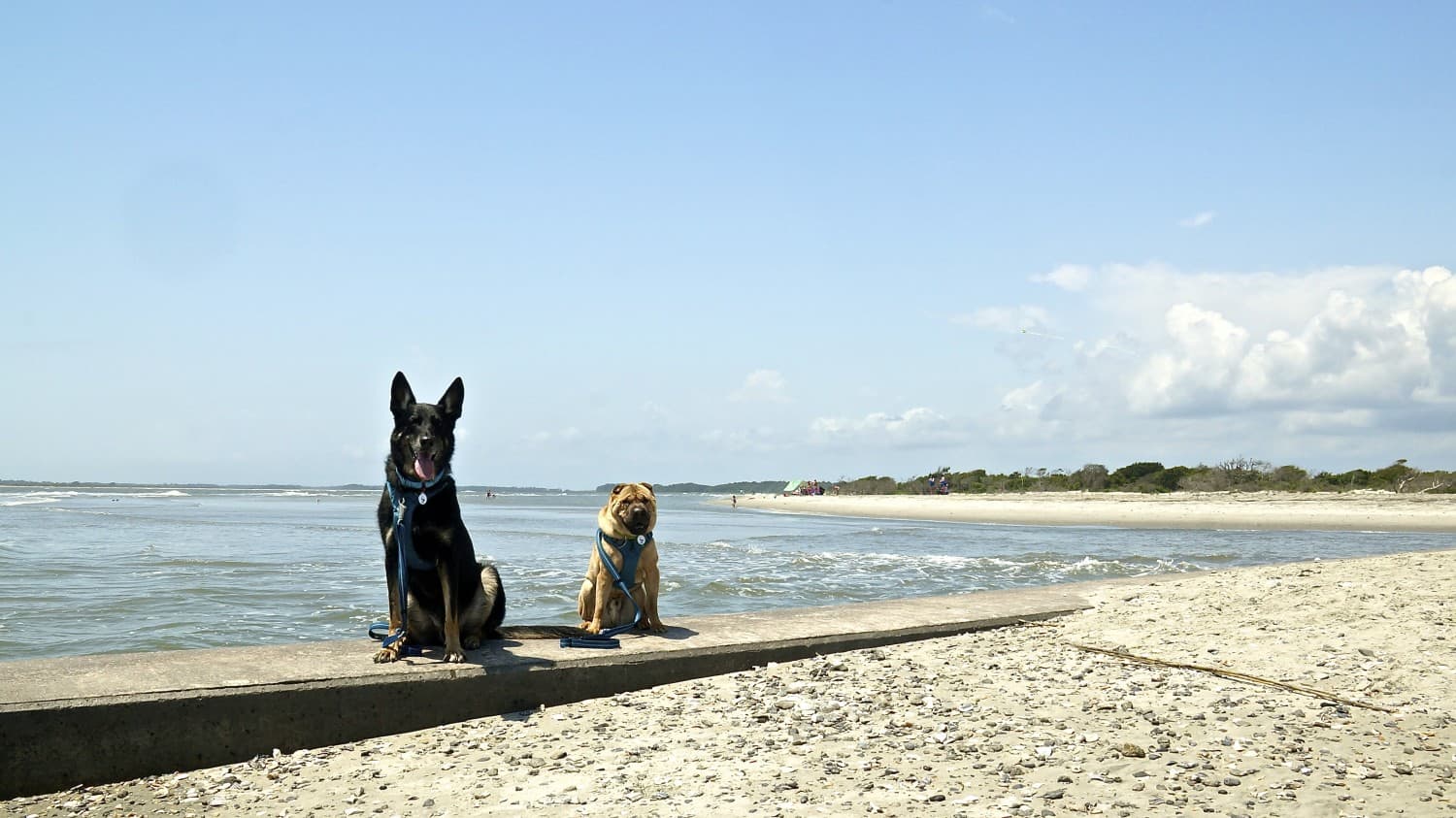 Dog friendly Folly Beach - Charleston, SC