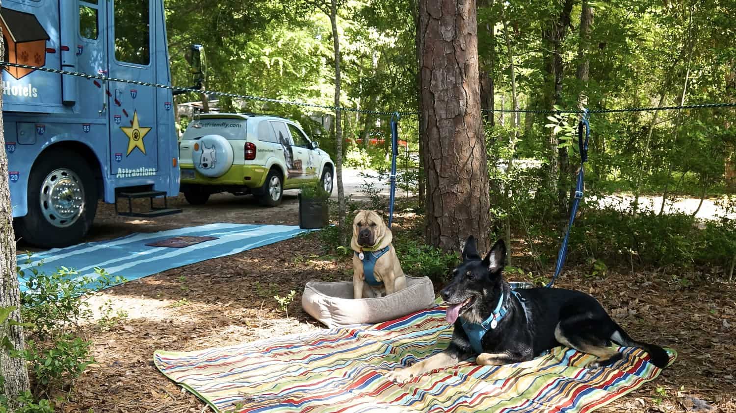 Ty the Shar-pei and Buster the German Shepherd from GoPetFriendly.com lounging on their zip line in a campsite