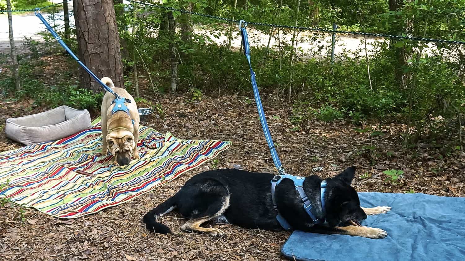 Ty the Shar-pei and Buster the German Shepherd from GoPetFriendly.com relaxing in a campsite on their dog zip line