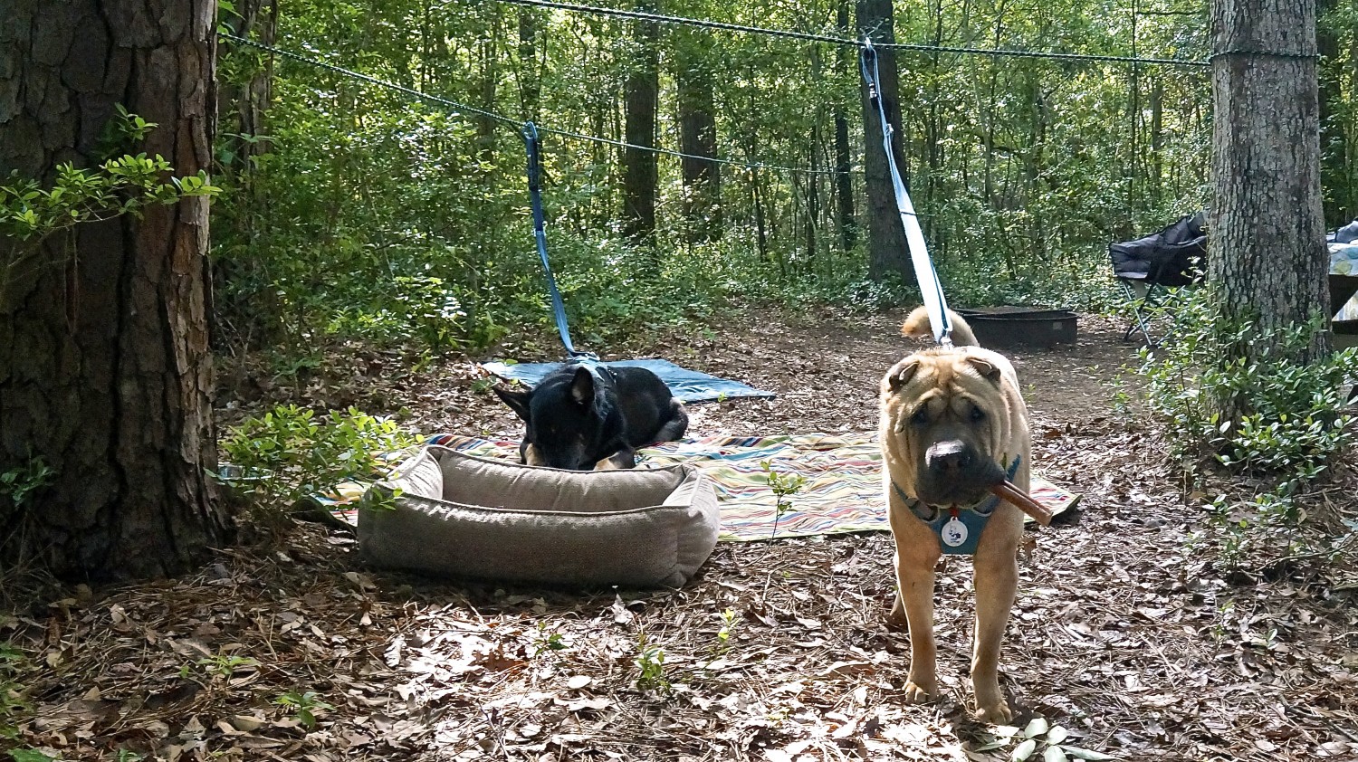 Ty the Shar-pei and Buster the German Shepherd from GoPetFriendly.com relaxing in a campsite on their dog zip line