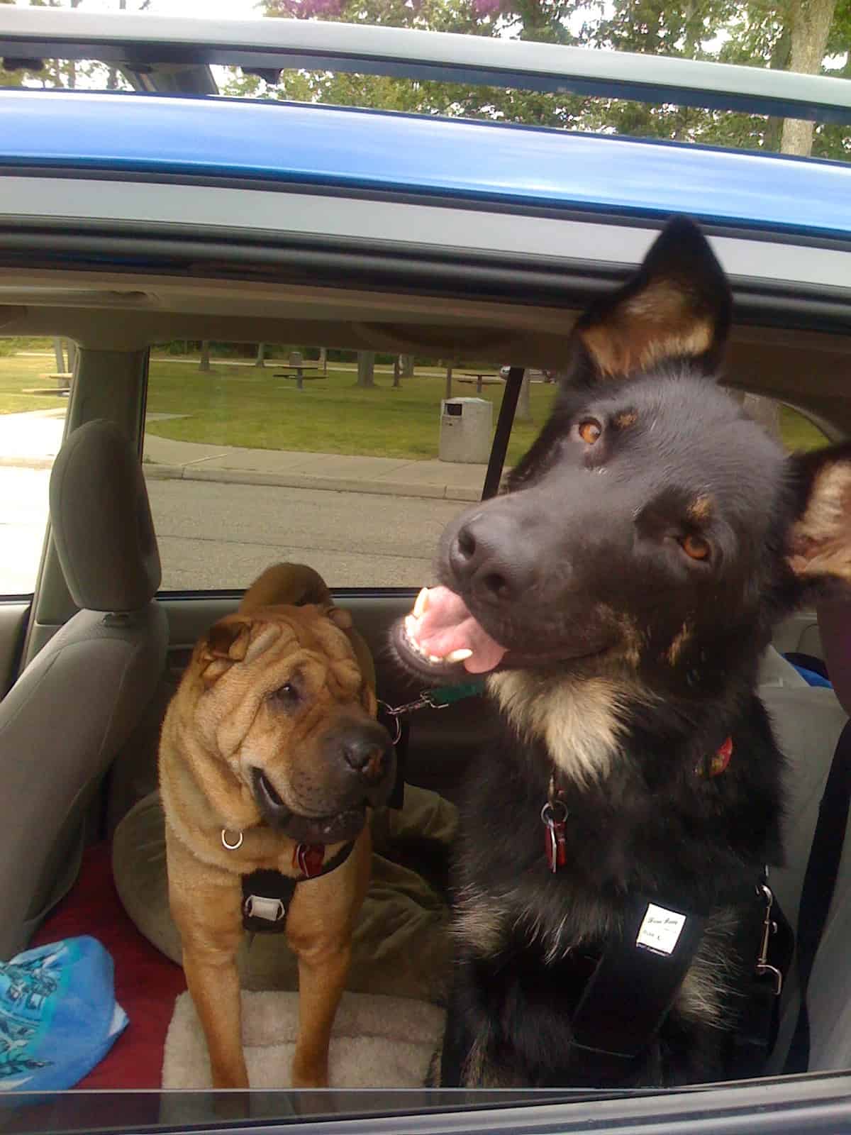 Ty and Buster in the RAV4 on Buster's first road trip.