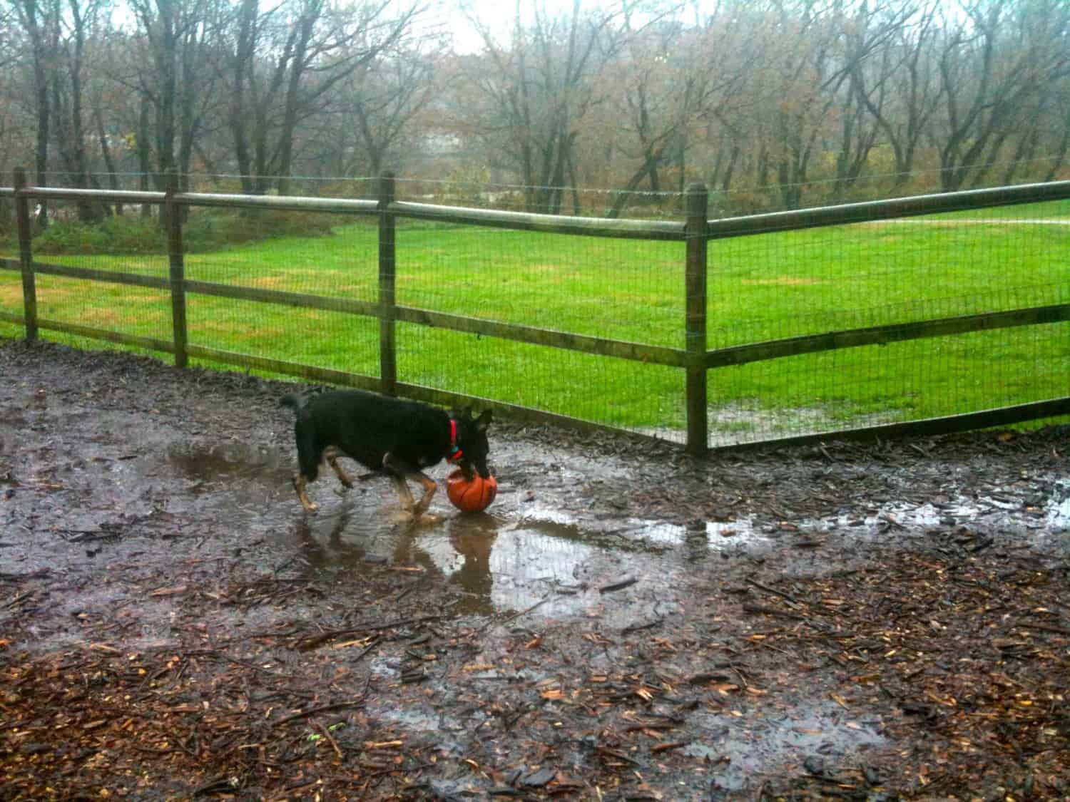 Buster Splashing in the Dog Park in Asheville, NC