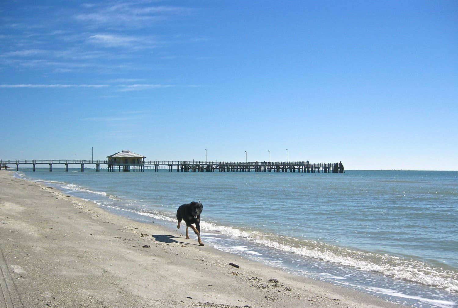 Buster on the Dog Beach - Fort De Soto, FL