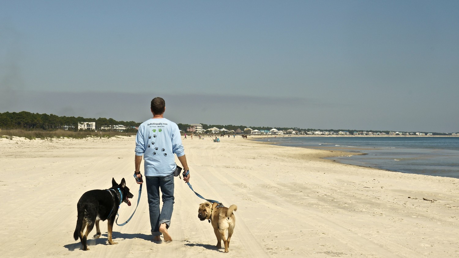 Dog Friendly Beaches On The Florida Panhandle
