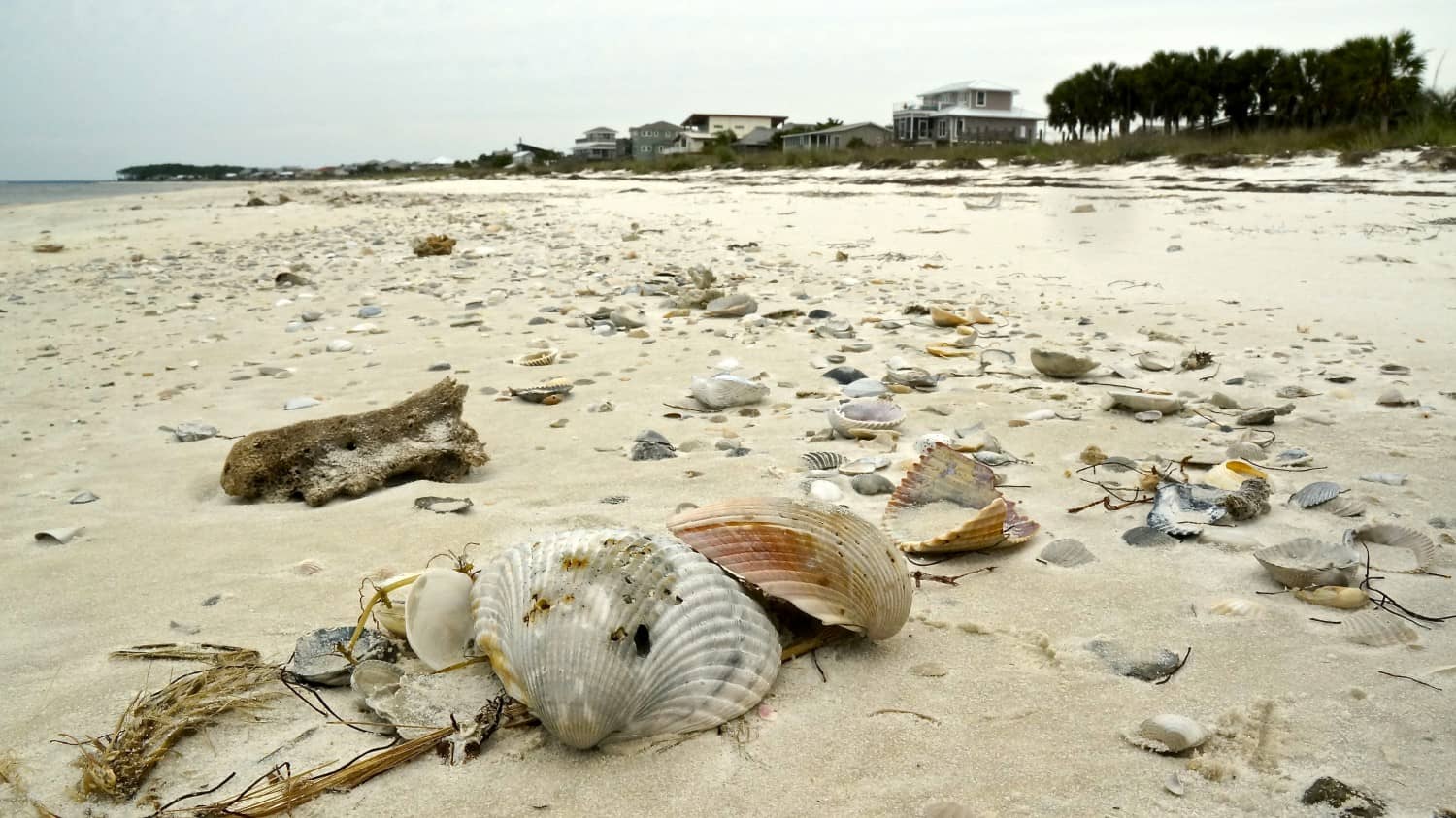 Forgotten Coast - Alligator Point, FL