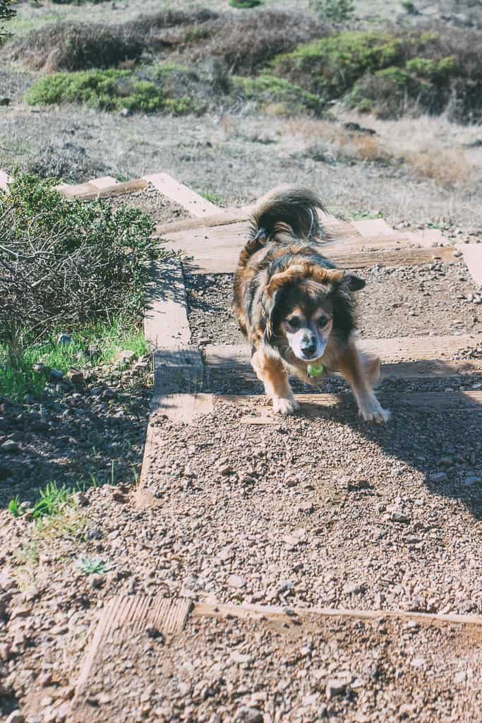 Babu the dog scrambling up a dog friendly hiking trail in San Francisco, CA