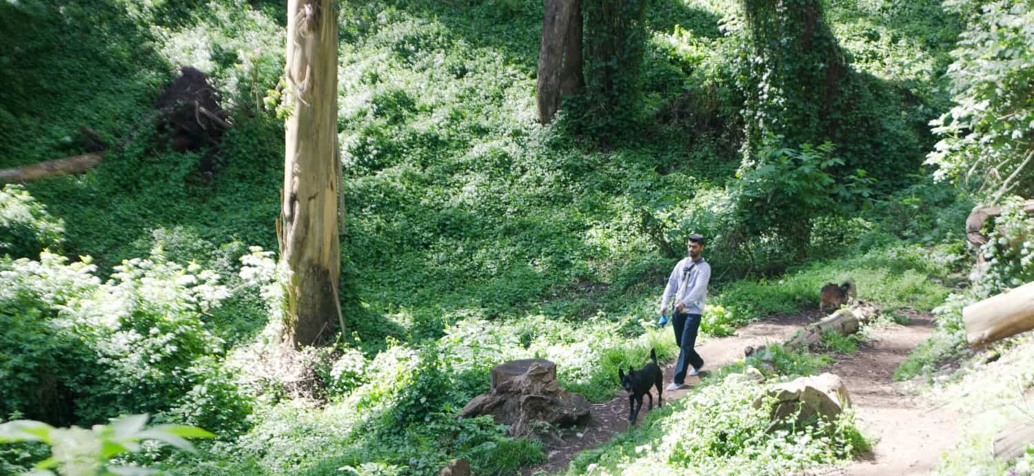 Dog Friendly Hiking in San Francisco, CA