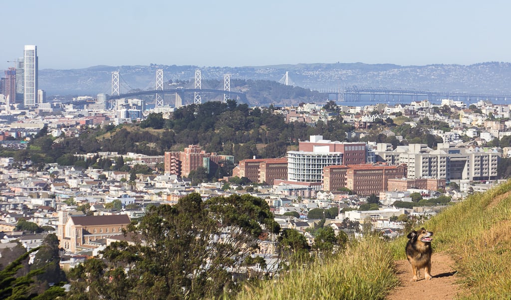 Dog Friendly Hiking in San Francisco, CA