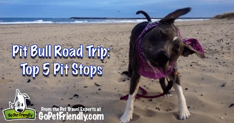 Pit Bull Road Trip from GoPetFriendly.com