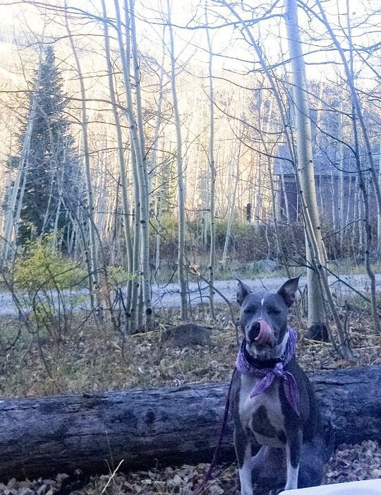 Ruka in Telluride, CO