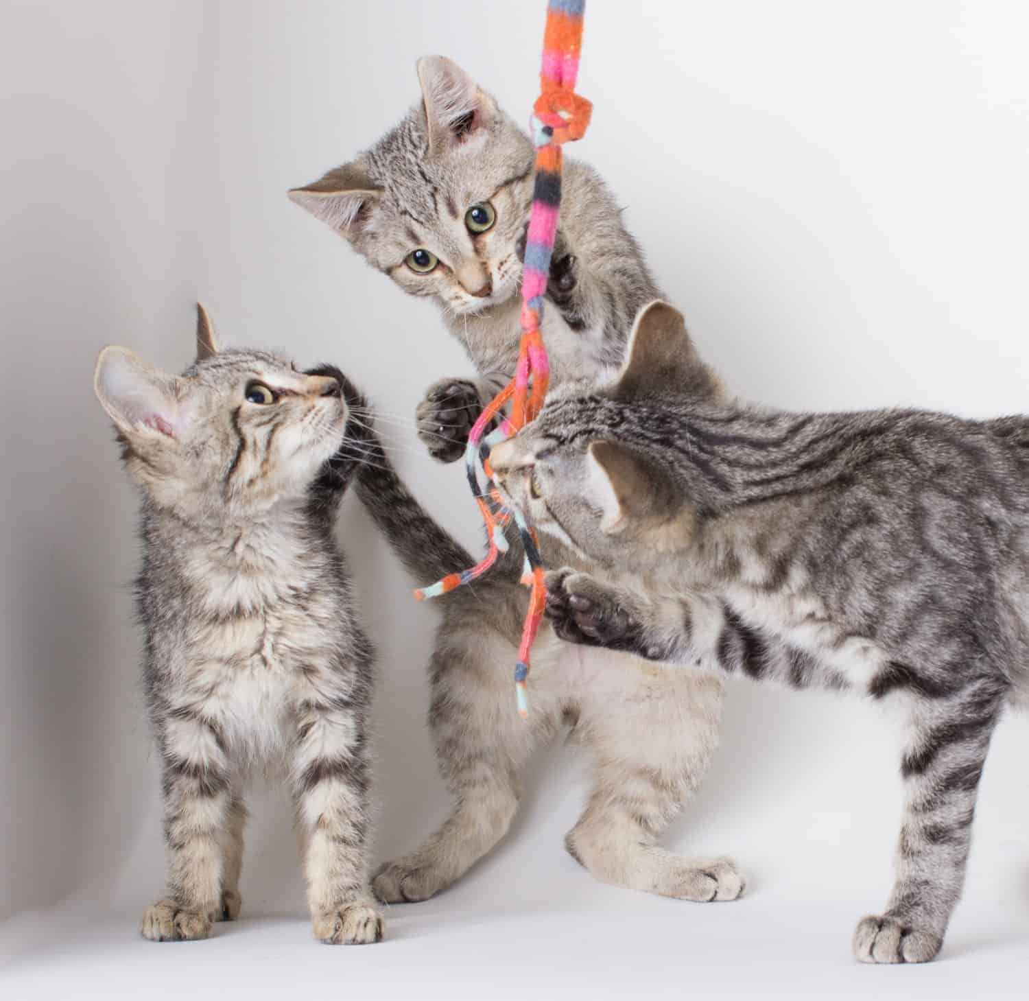 Kittens Playing - Hesperia, CA