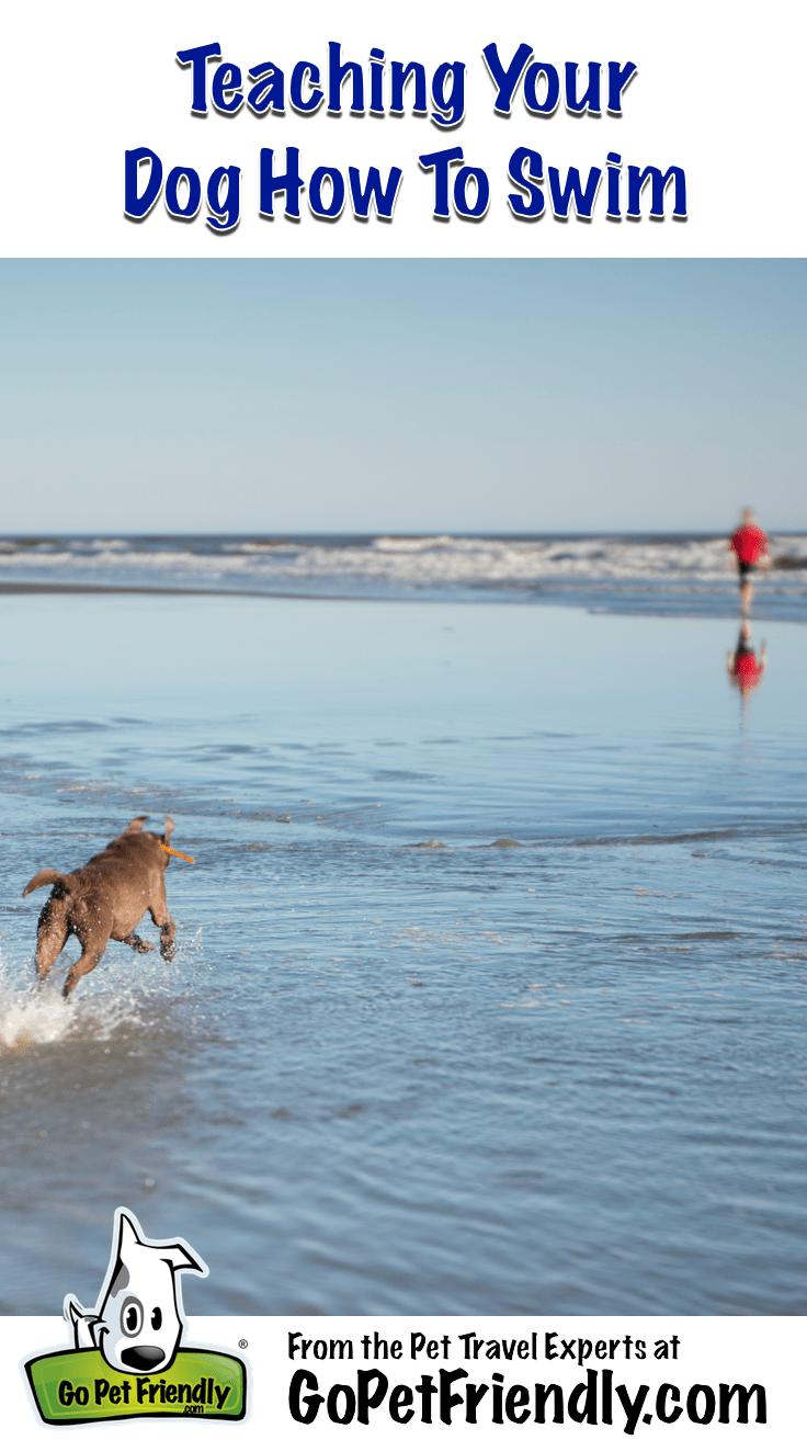 Teaching Your Dog How To Swim from the Pet Travel Experts at GoPetFriendly.com